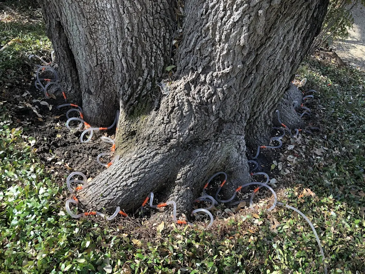 Detailed Tree Cabling and Bracing job site in Asheboro
