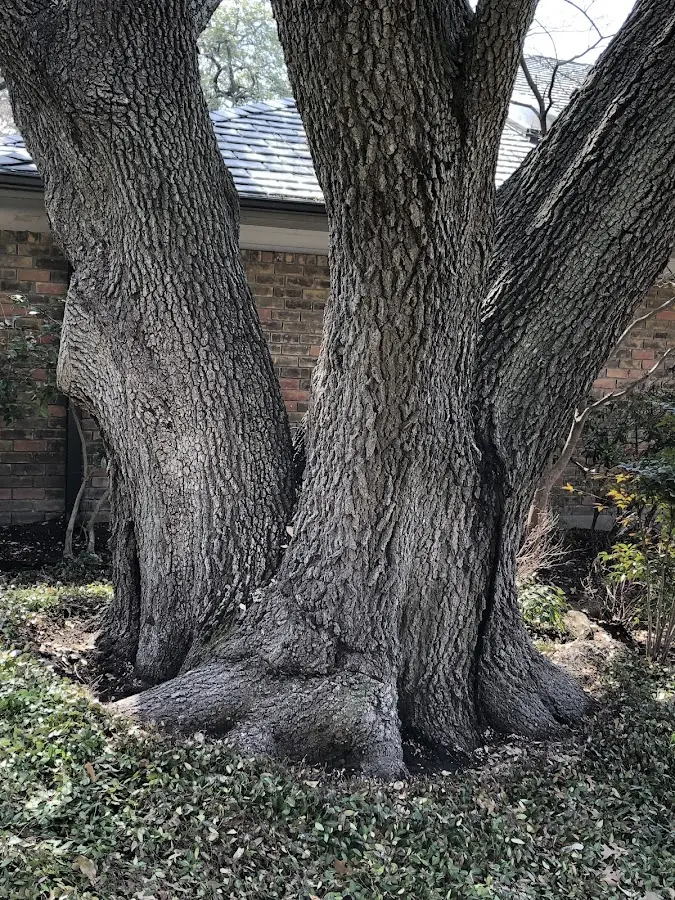 Mature heritage tree close to a Asheboro property cared for by certified arborists